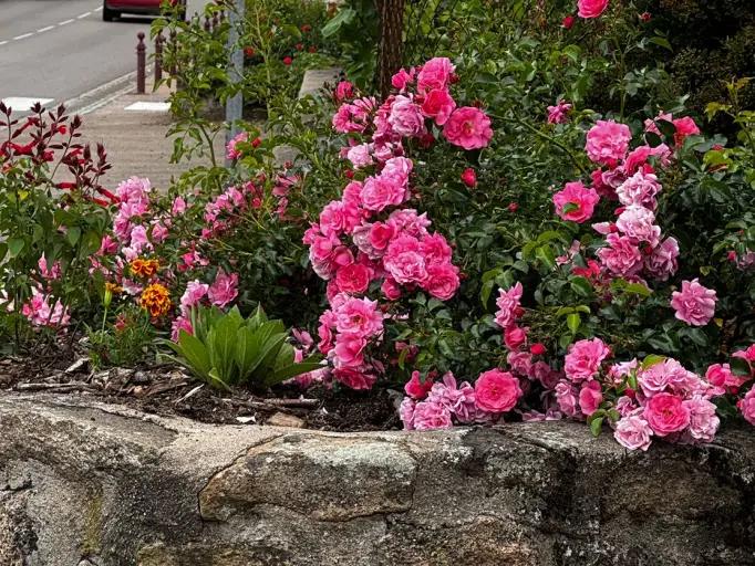 🌸 Les plantations ont commenc&eacute; &agrave; Marmagne !