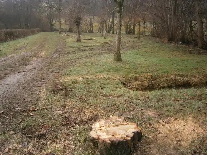 Plusieurs peupliers coup&eacute;s au Chambon