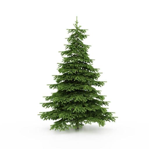 Vente de sapins au profit de l'&eacute;cole