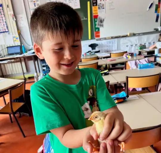 Le cycle de la poule au poussin initi&eacute; aux enfants de CP/CE1