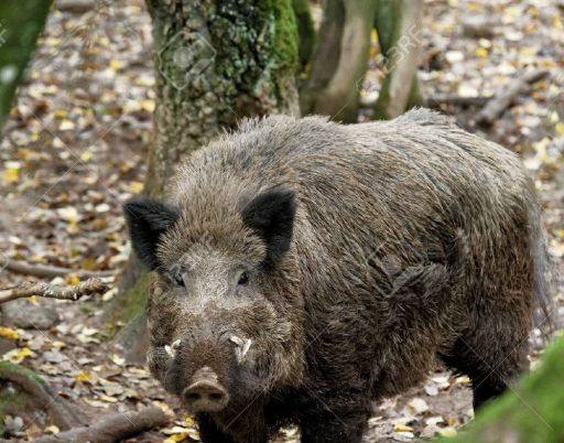 La fermeture de la chasse au sanglier repouss&eacute;e &agrave; fin mars
